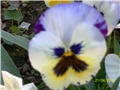 maćuhice - lat. Viola x wittrockiana (multiflora)